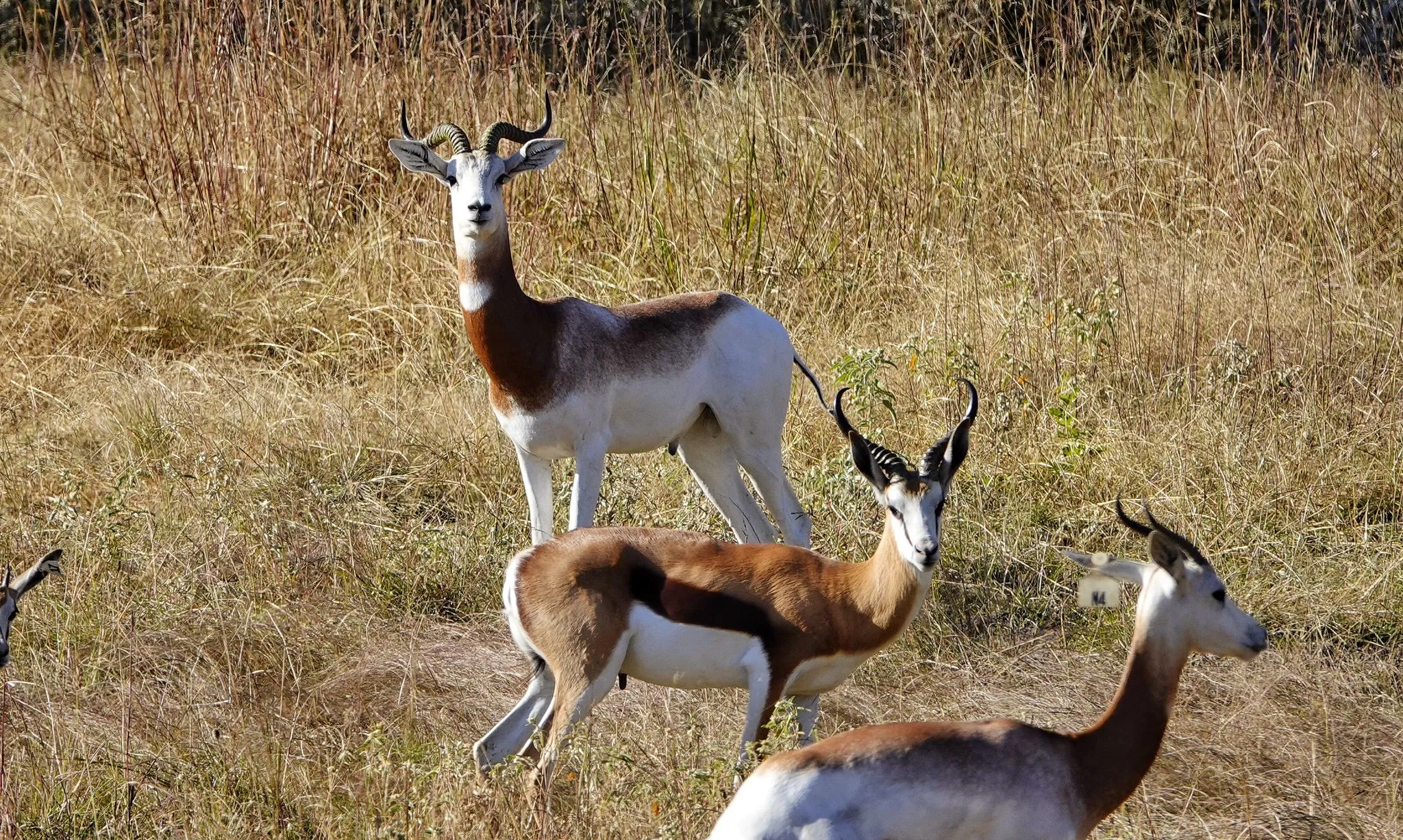 A springbok stands alert in the pasture.