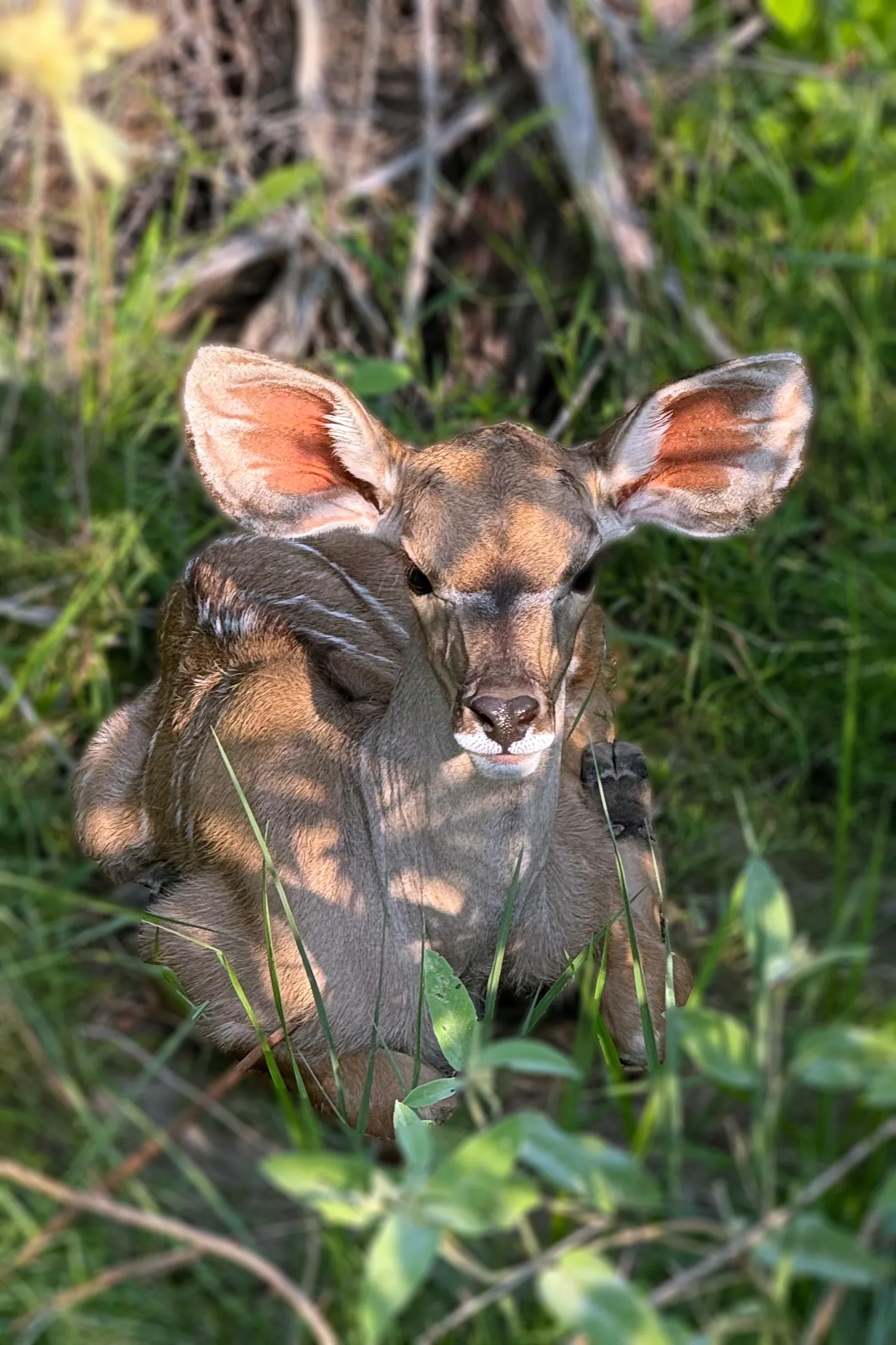 A baby kudu lays peacefully in the grass.
