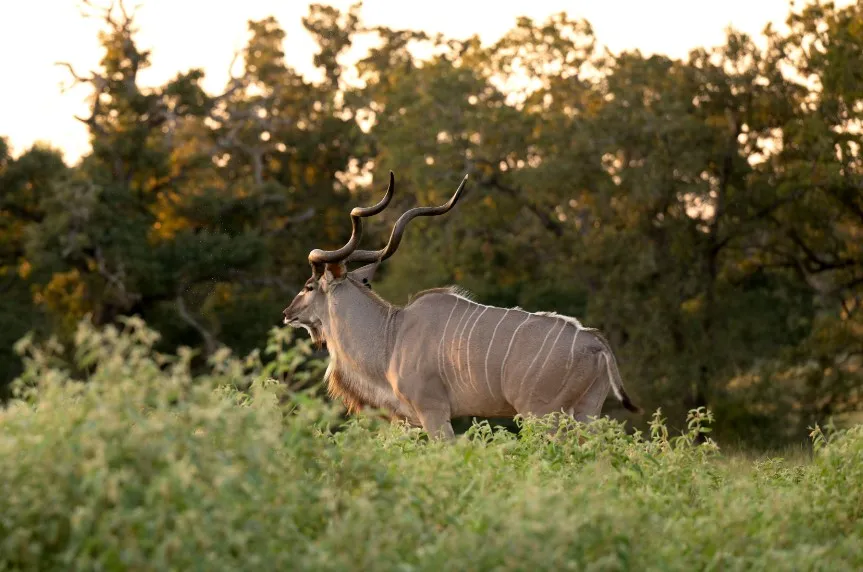 A kudu bull stands in tall grass at Catalena Ranch.