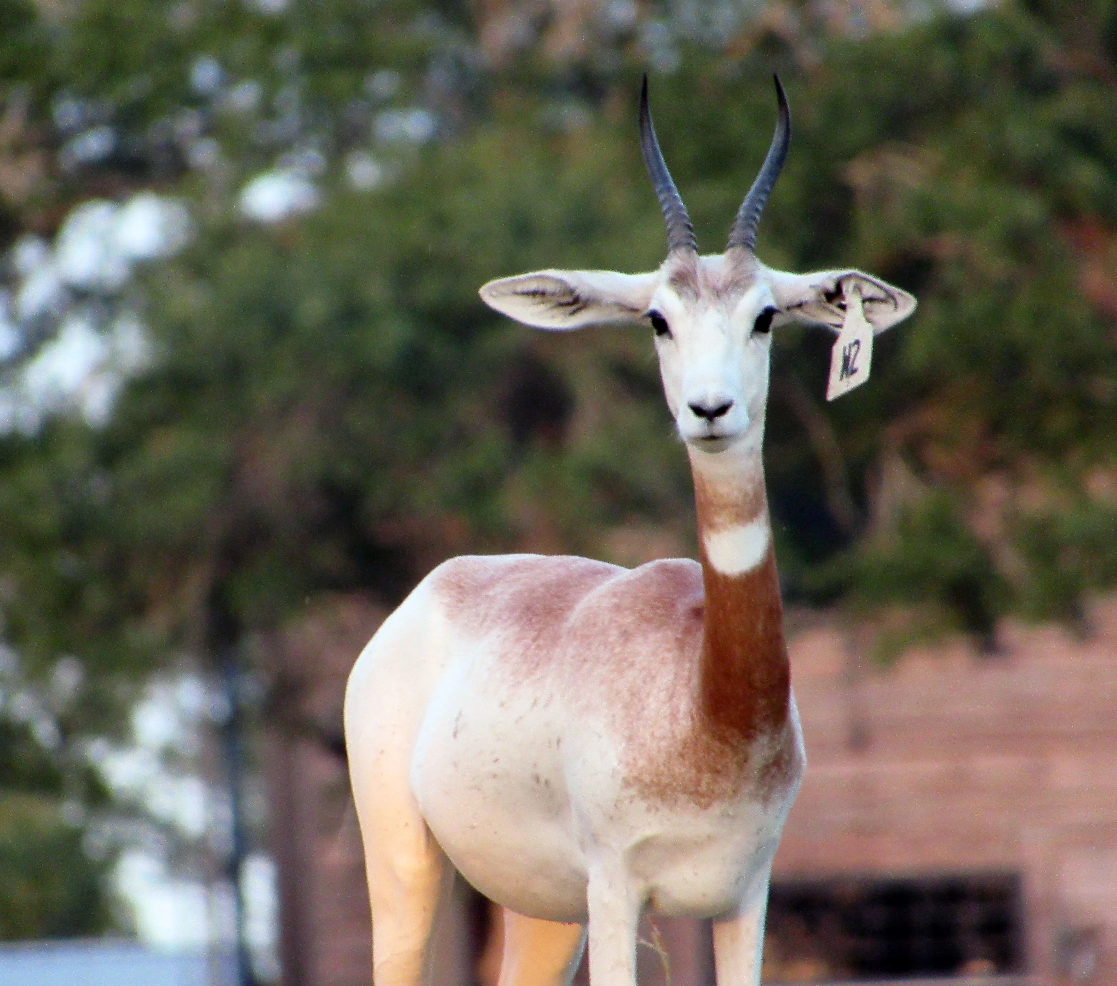 A female Dama peers toward the camera.