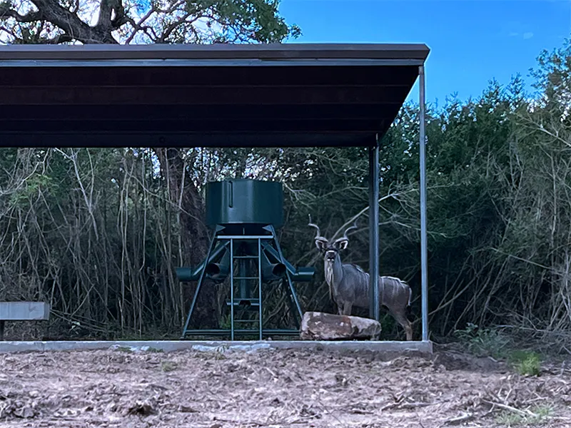 A kudu bull feeds at a protein station.