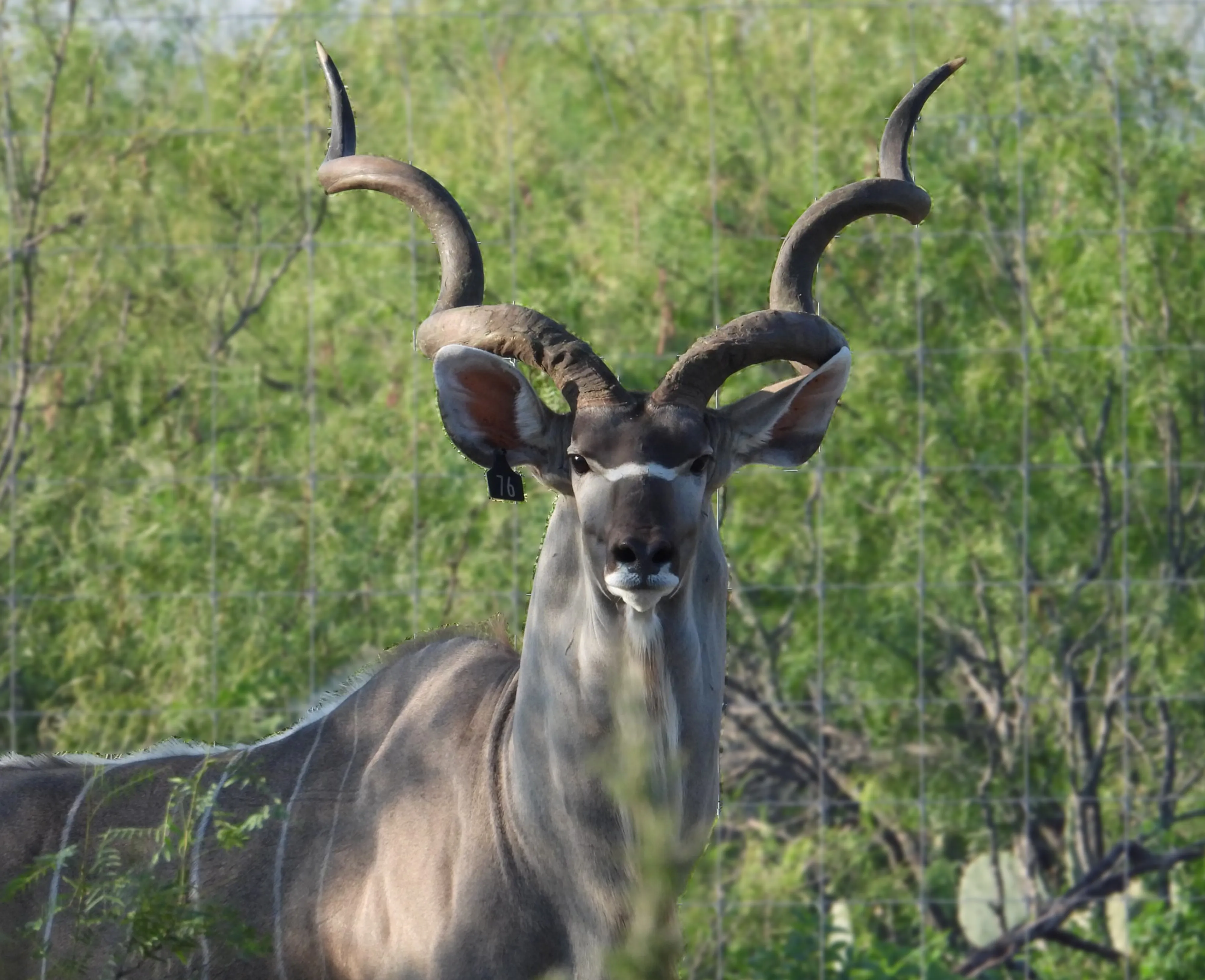 A kudu bull looks toward the camera.