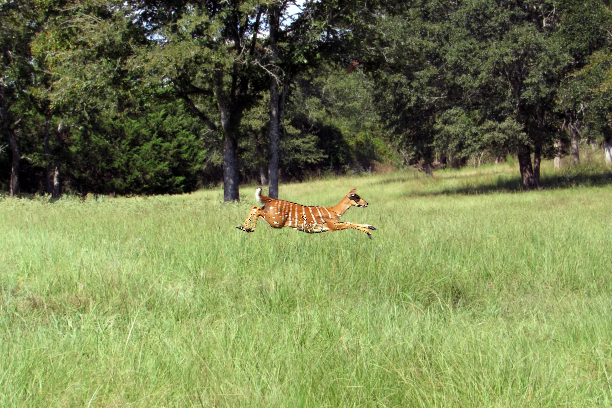 A female nyala jumping through the field.