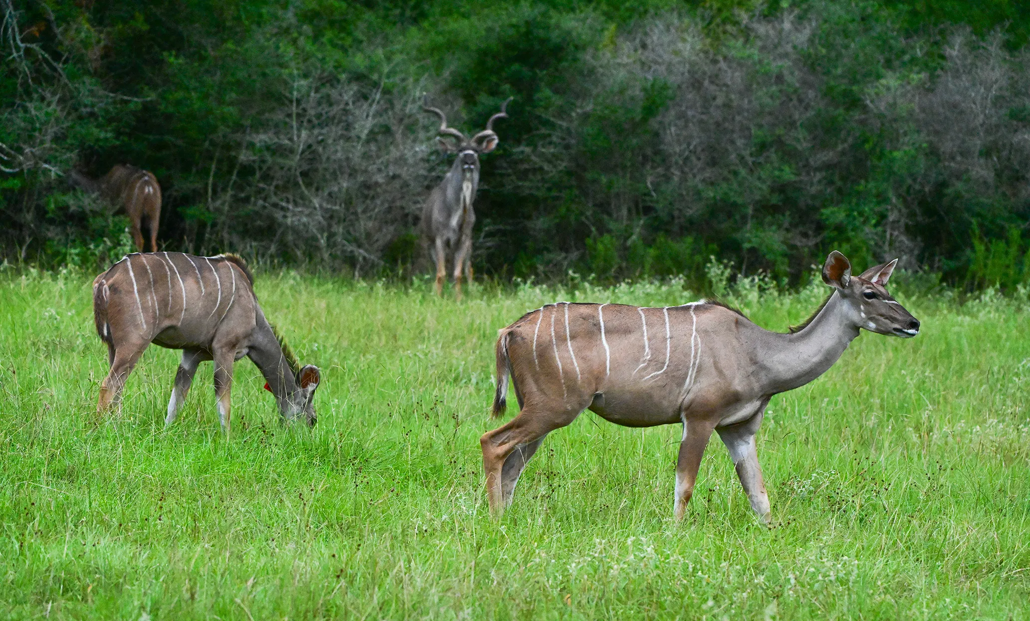 Female and male kudu grazing together.