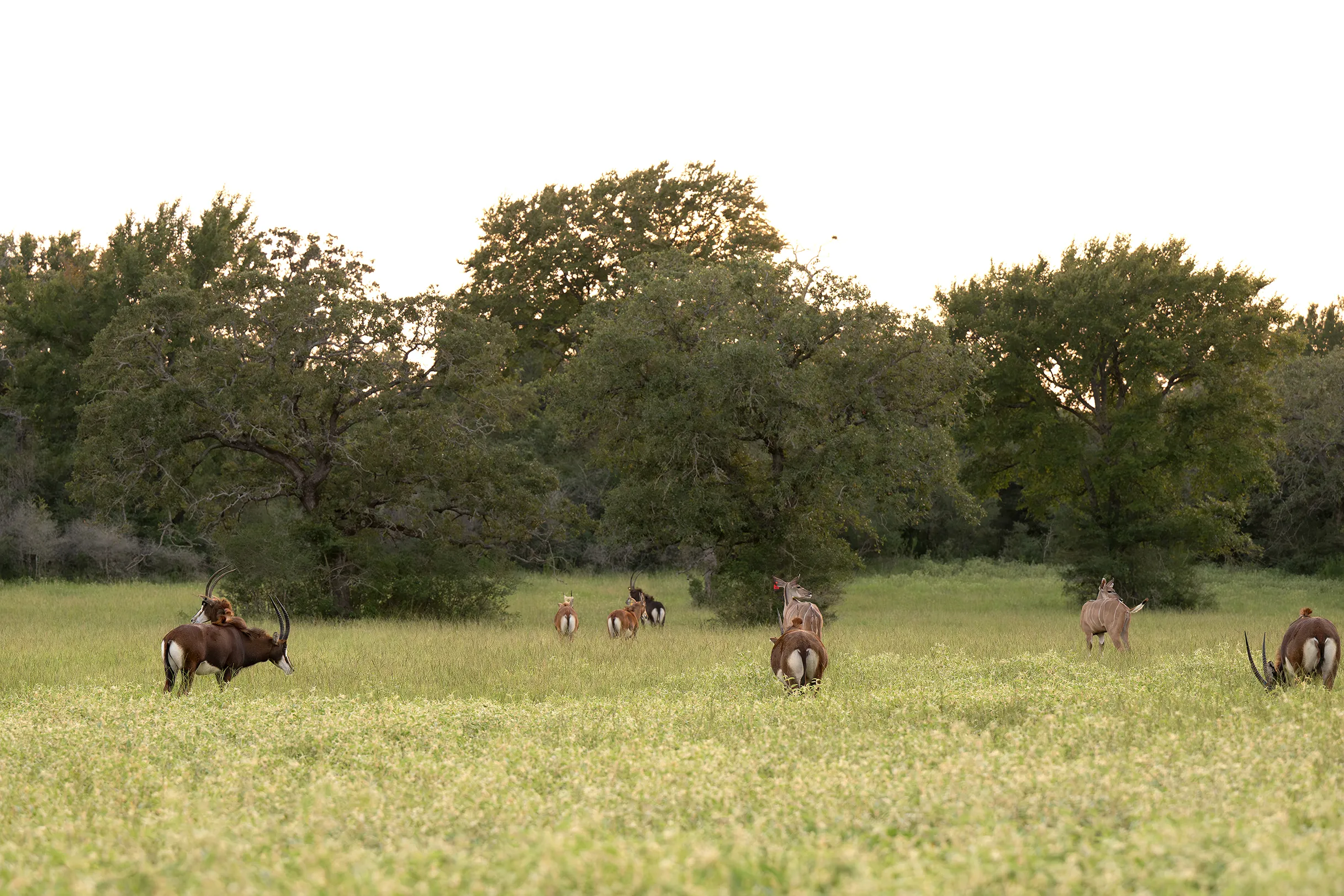 Sable and kudu graze peacefully together.