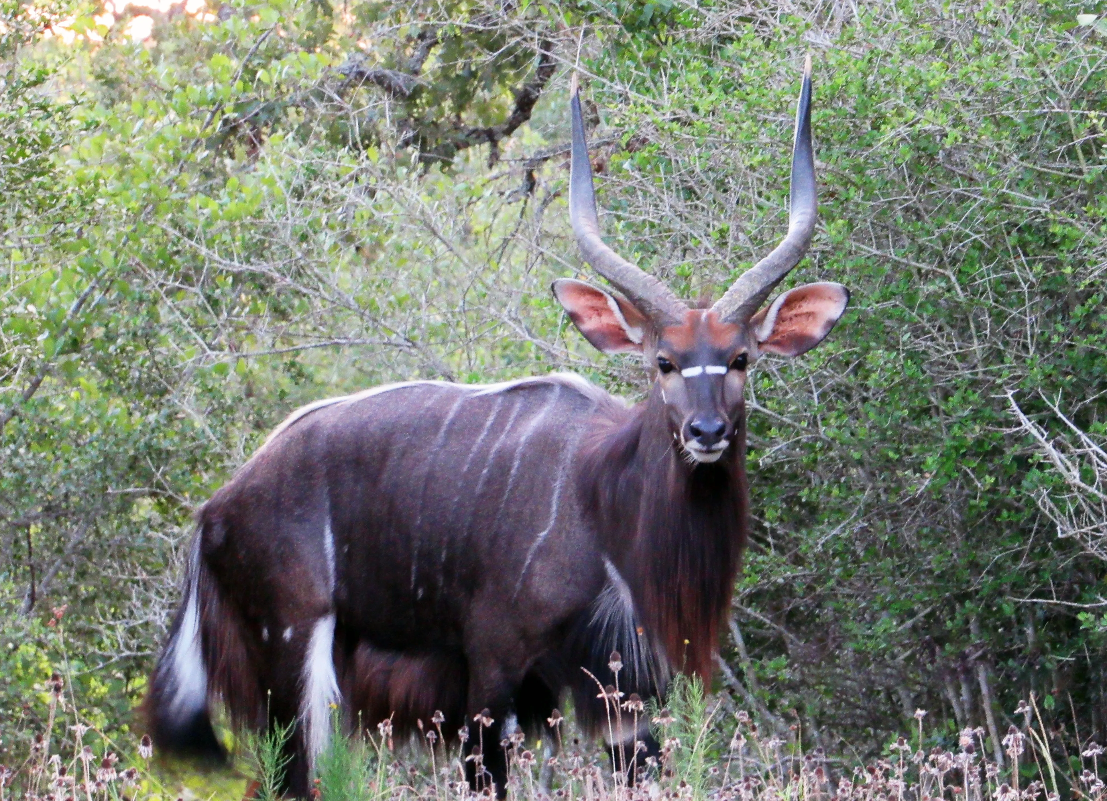 A Nyala bull stands in the brush.