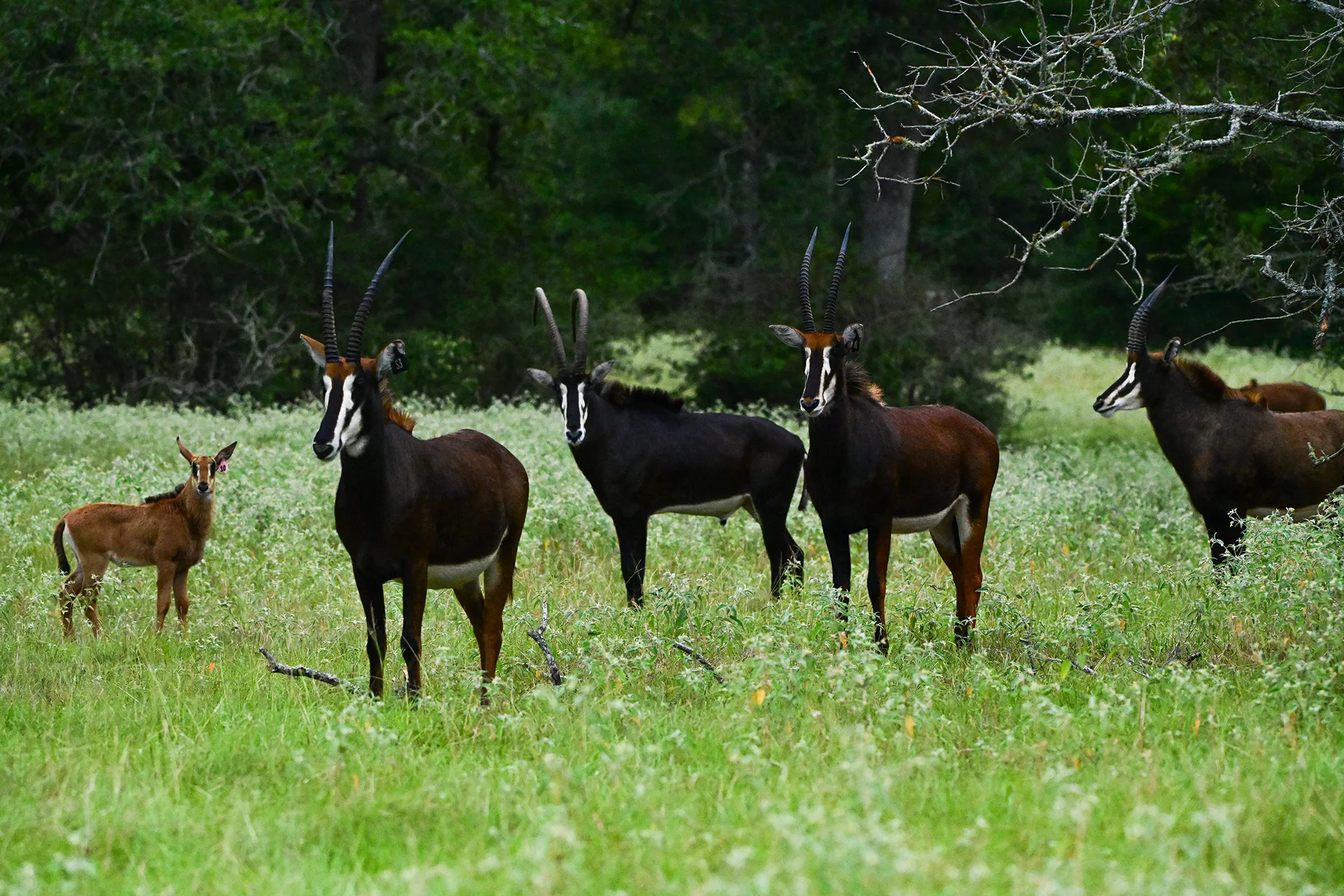 Sable females stand near a sable baby.