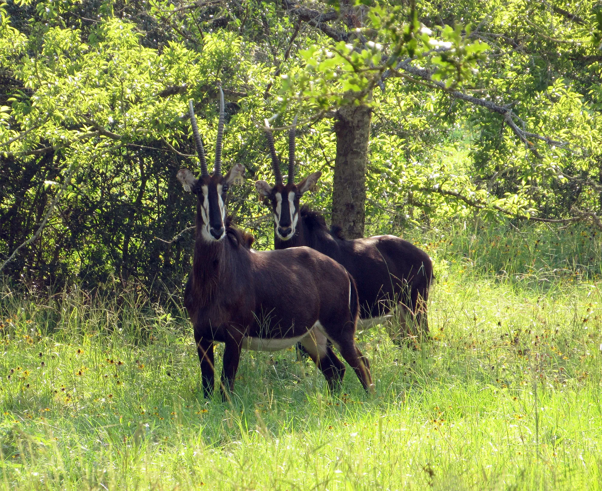 Some female sables stand under a tree.